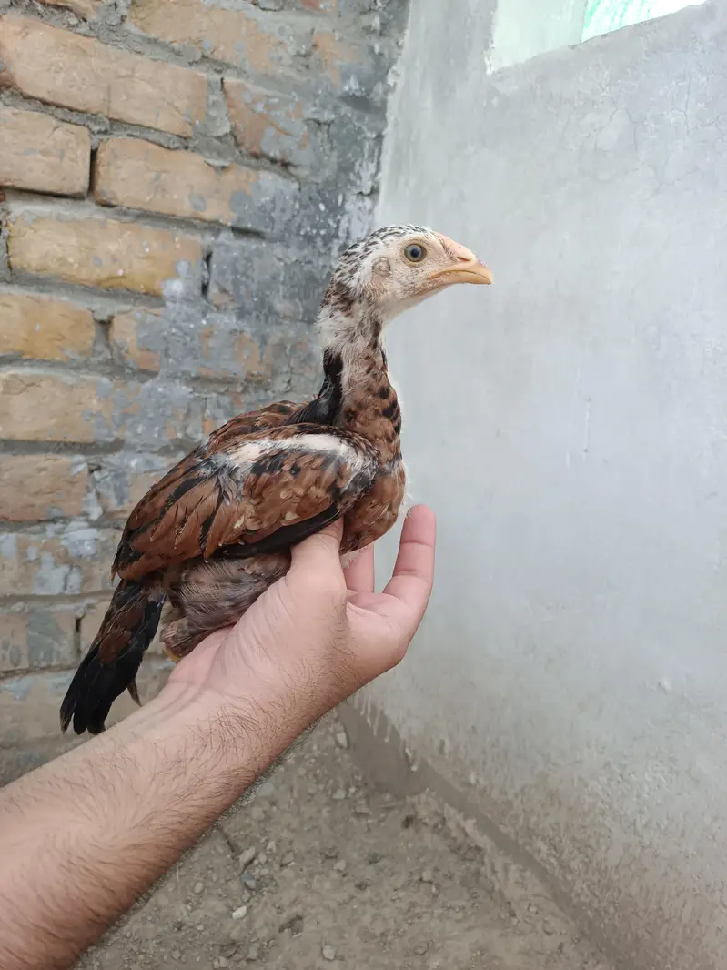 Aseel Chicks — photo 5