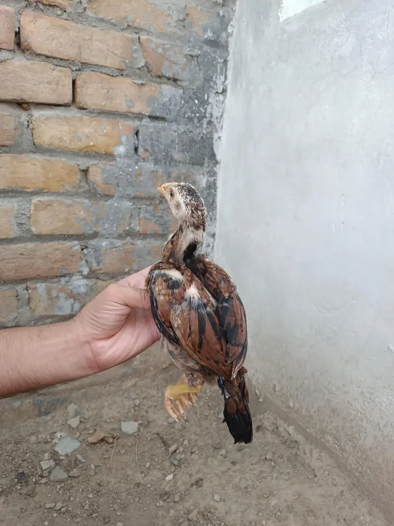 Aseel Chicks — photo 6