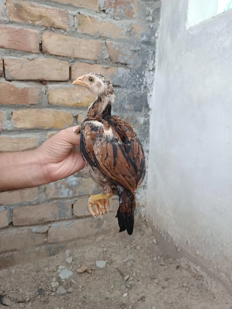 Aseel Chicks — photo 7