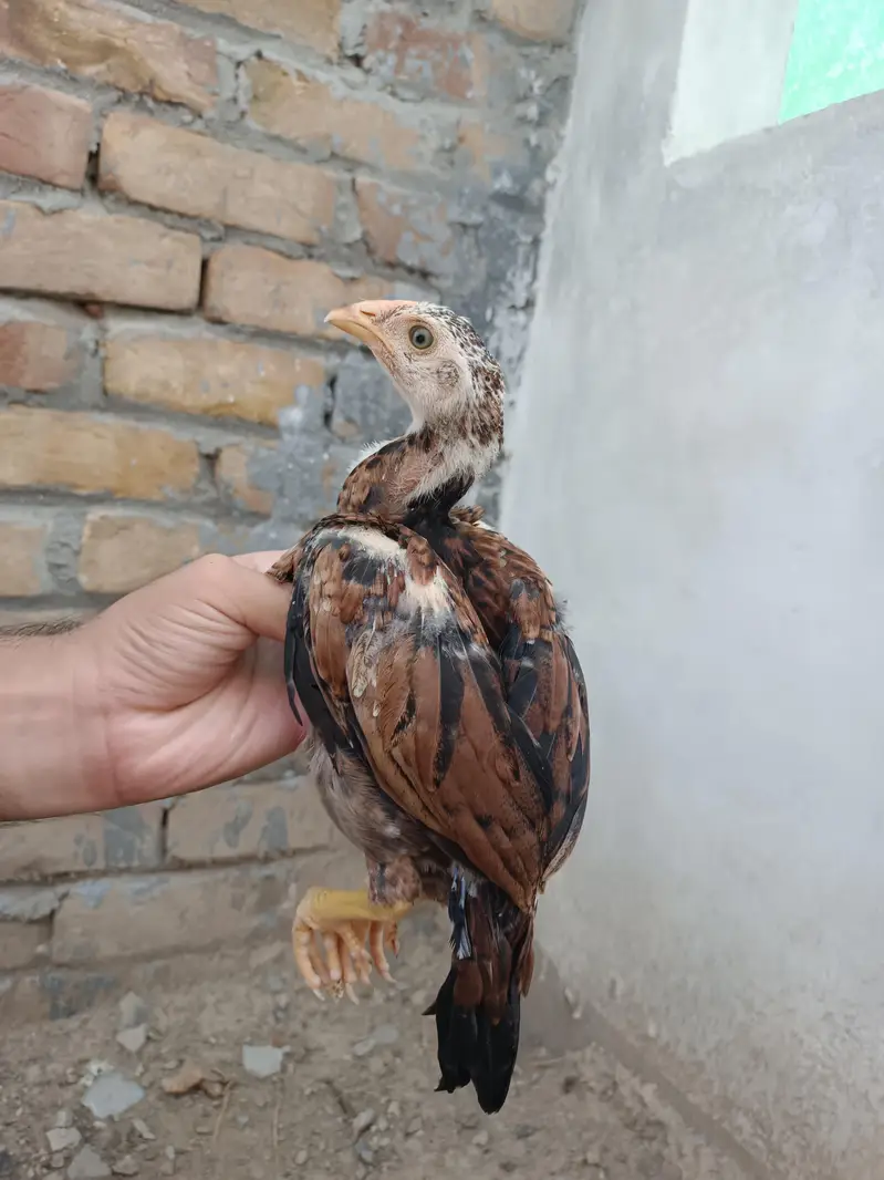 Aseel Chicks — photo 8