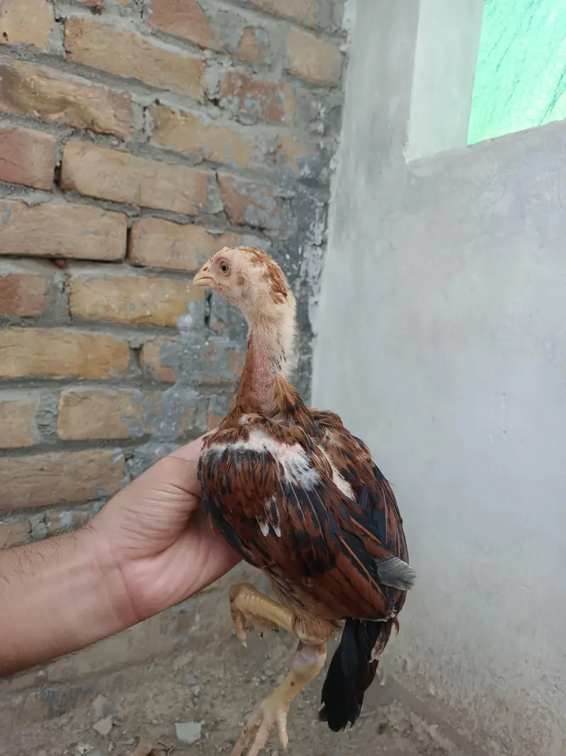 Aseel Chicks — photo 9