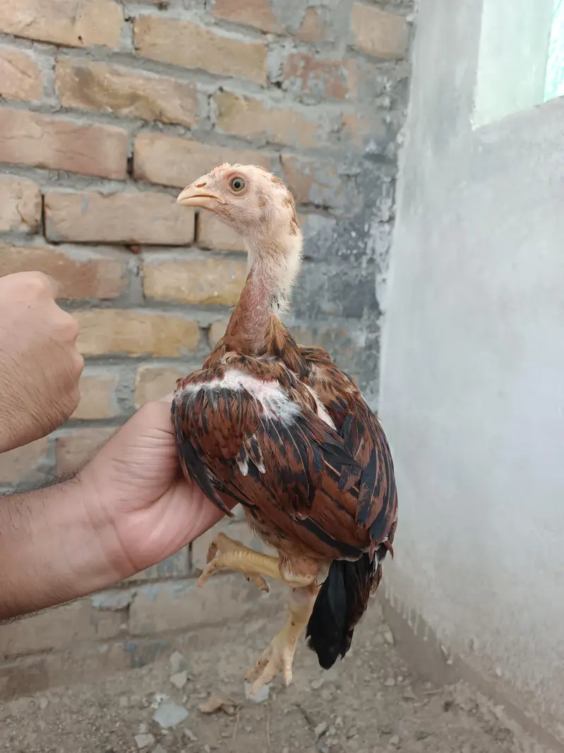 Aseel Chicks — photo 10