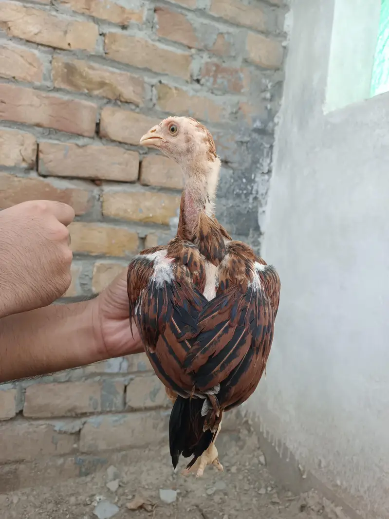 Aseel Chicks — photo 11