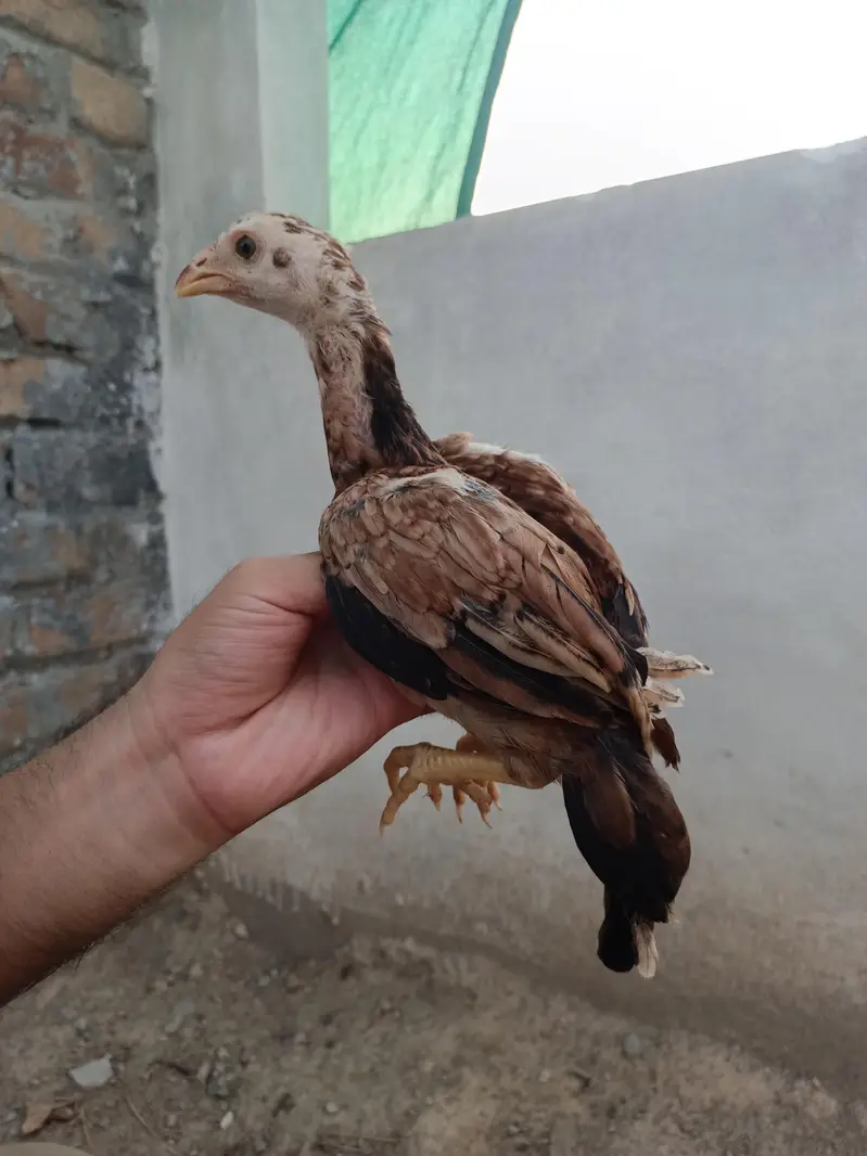 Aseel Chicks — photo 12