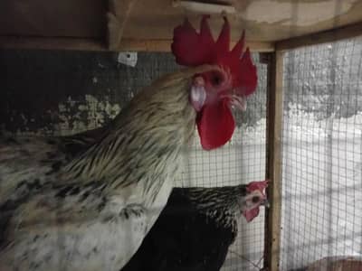 desi hens 1 male 2 female eggs laying
