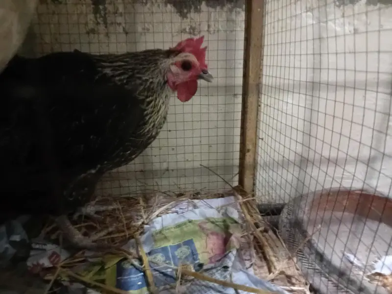 desi hens 1 male 2 female eggs laying — photo 2
