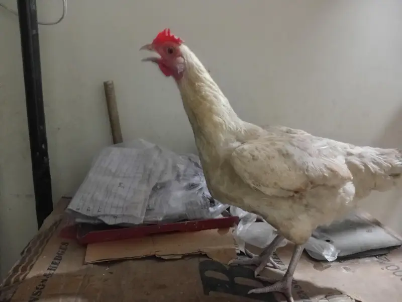 desi hens 1 male 2 female eggs laying — photo 3