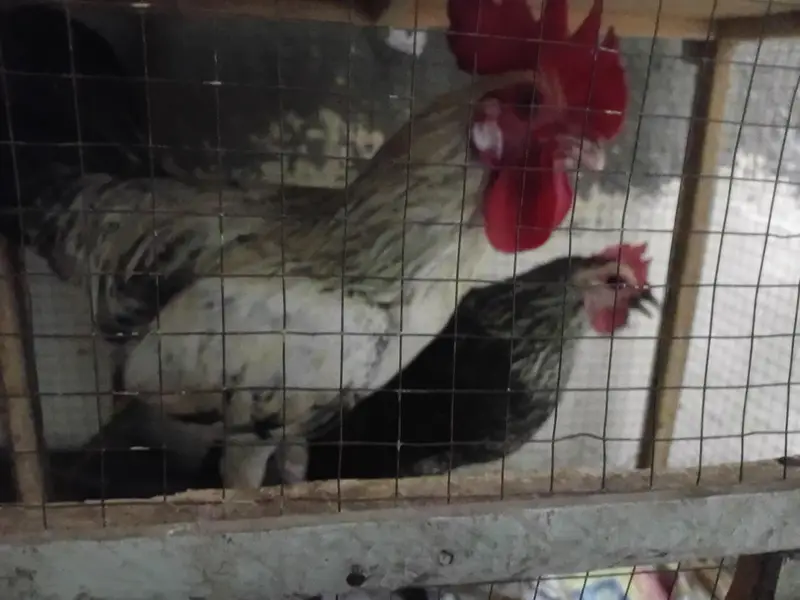 desi hens 1 male 2 female eggs laying — photo 4