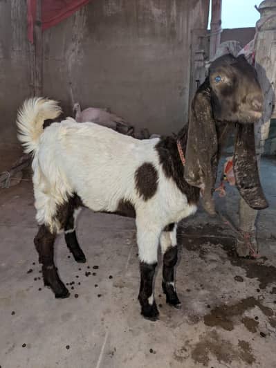 Bakra for sell!!!