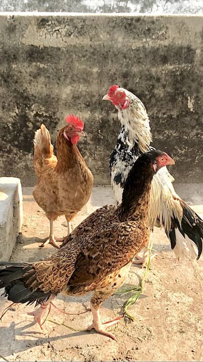 Full Setup For Sale | Sindhi Jawa | Panus Pakoye Hen | Desi hen