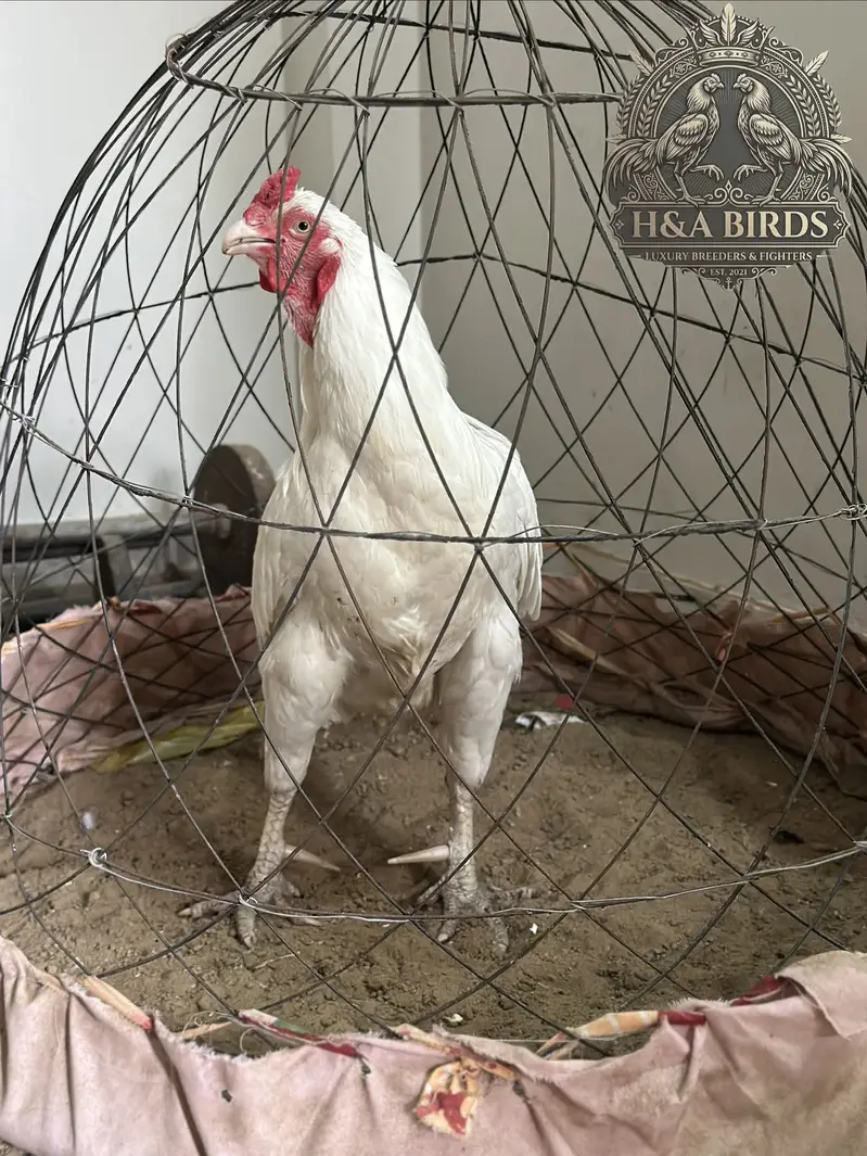 VIP Chitta Aseel Mian wali – Cargo Available from Karachi — photo 2