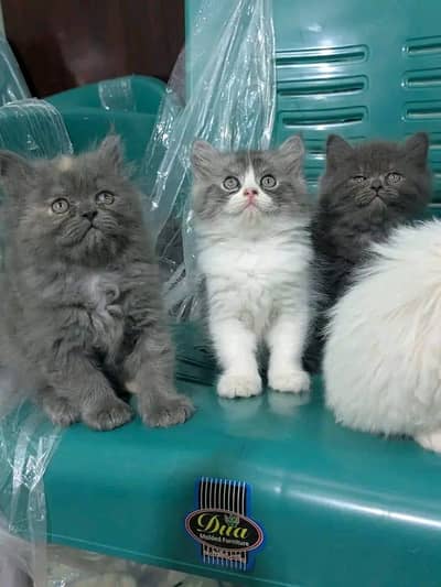 Quality Persian Kittens 3 Coated \/\/atsp 03 | 40 | 482 | 6941:-) kl