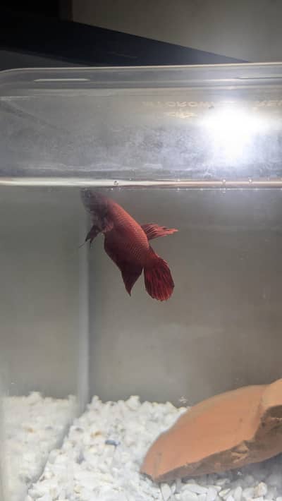 Betta fish female