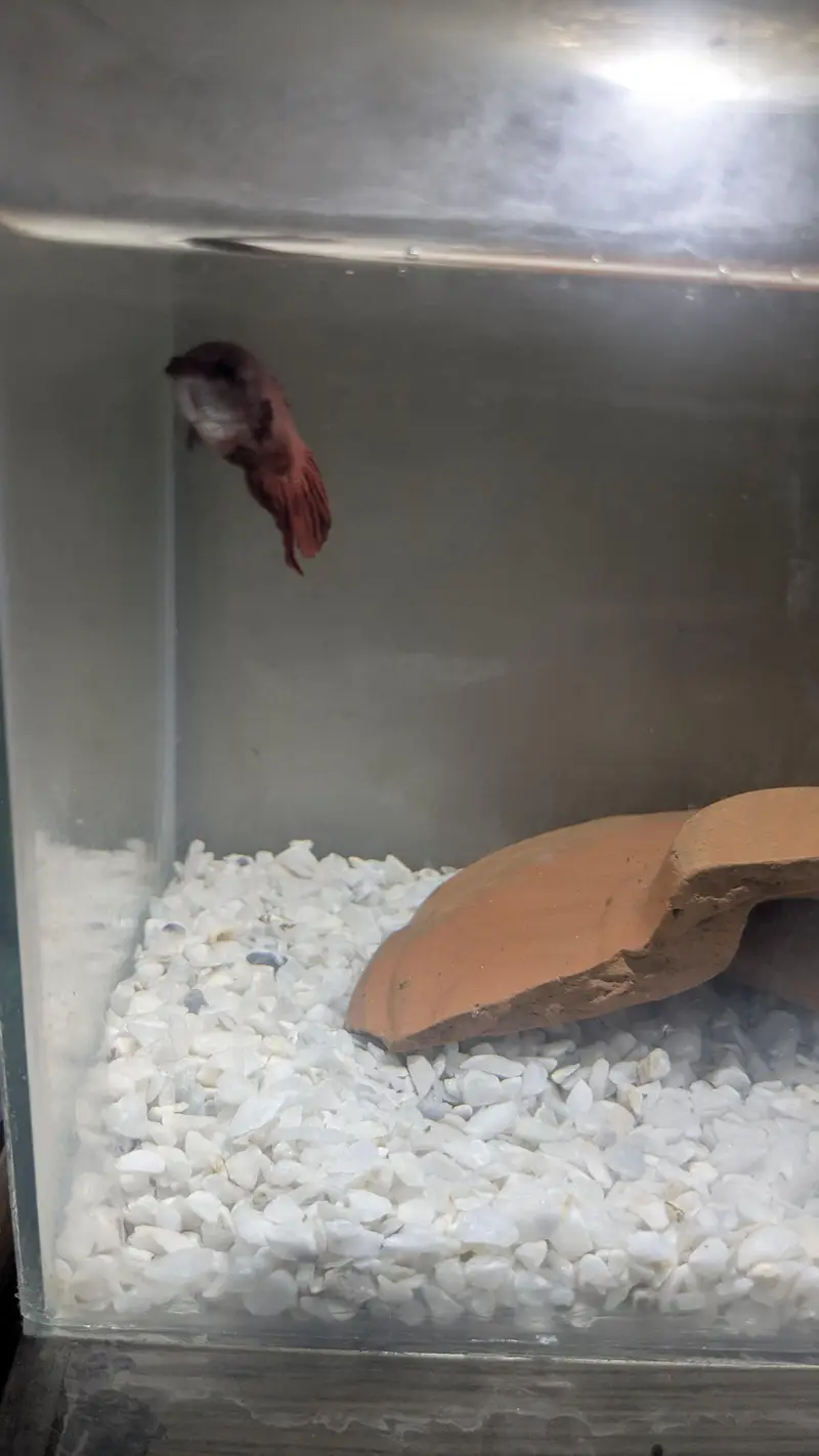 Betta fish female — photo 2