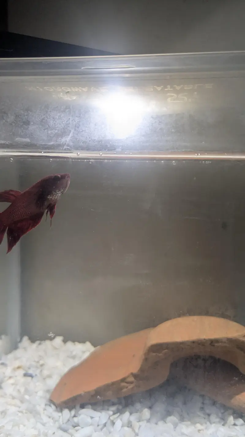 Betta fish female — photo 3
