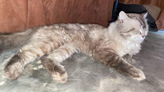 Persian cat male Top Class