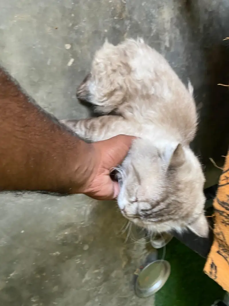 Persian cat male Top Class — photo 2