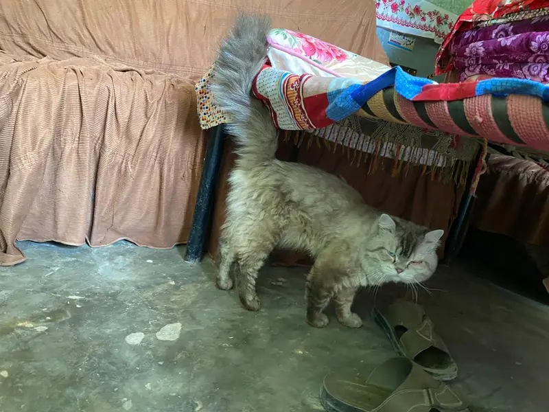 Persian cat male Top Class — photo 3