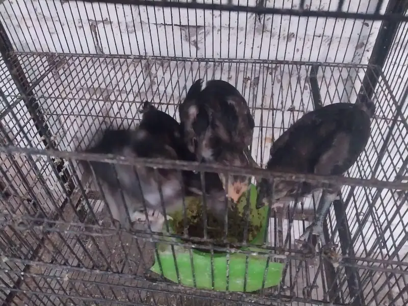 pokay super locker chick — photo 3