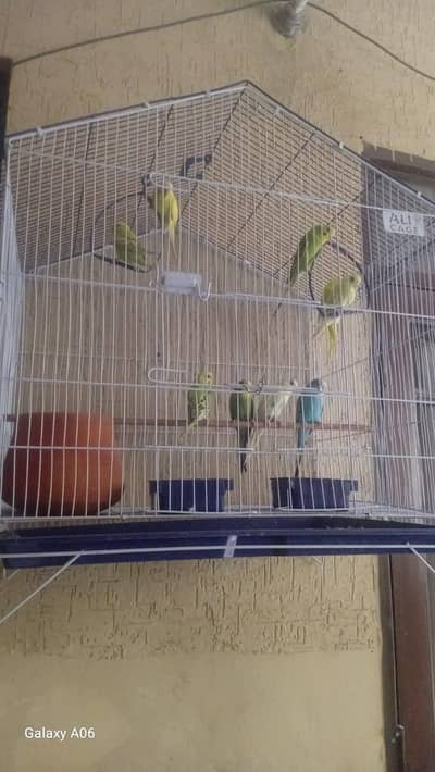 parrots for sale