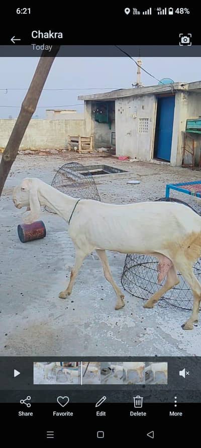 Rajanpuri bakri