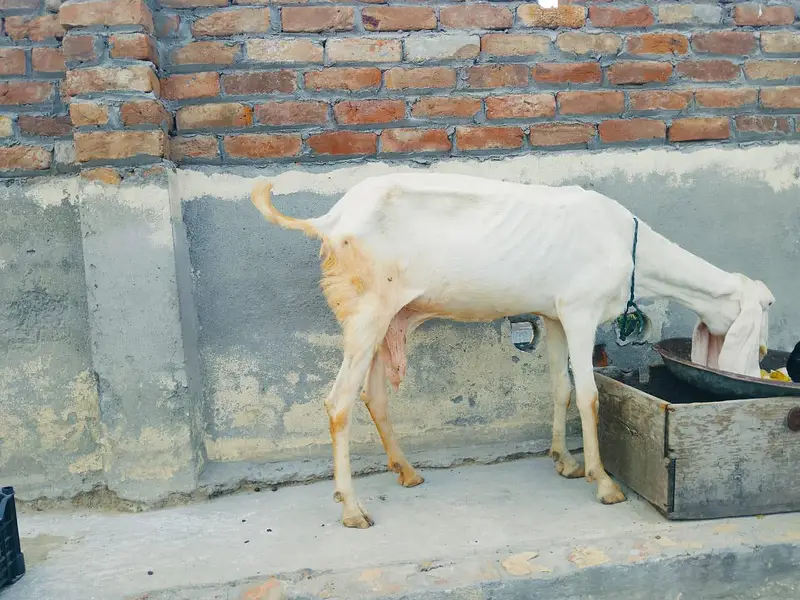 Rajanpuri bakri — photo 2
