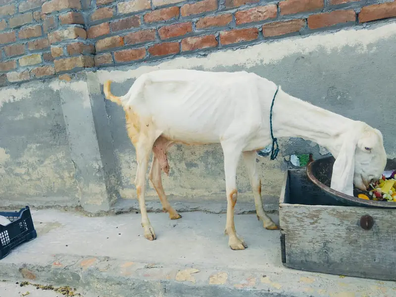 Rajanpuri bakri — photo 3