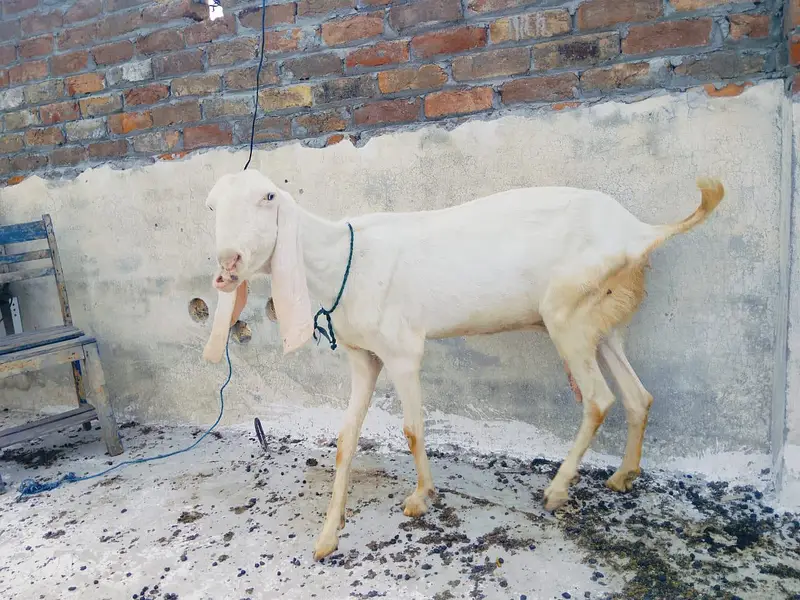 Rajanpuri bakri — photo 4