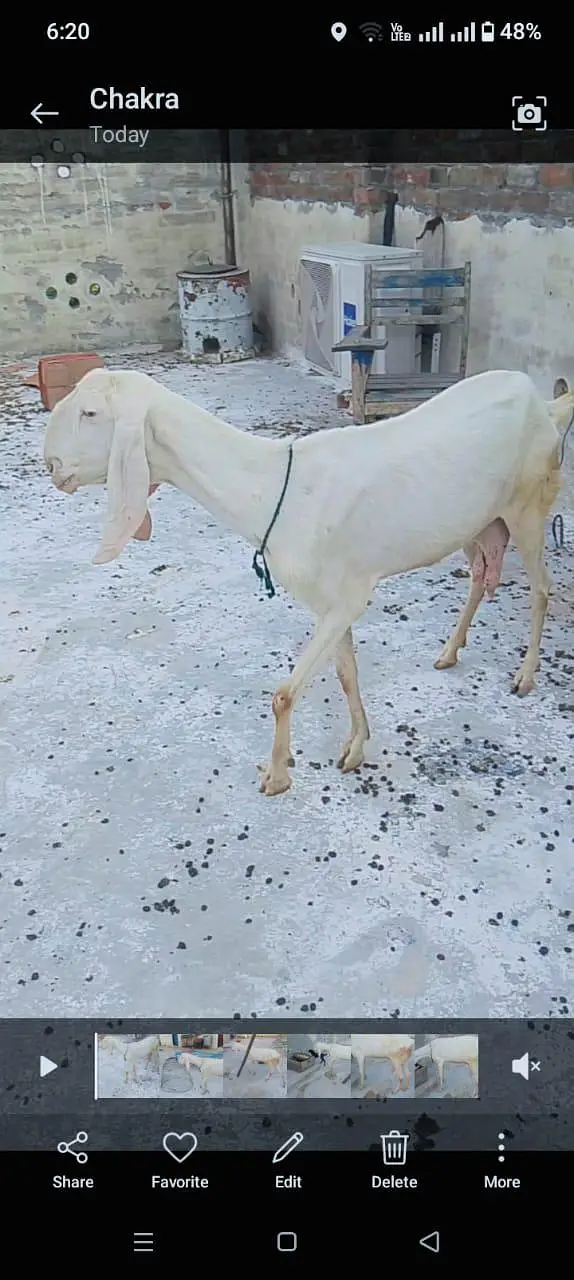 Rajanpuri bakri — photo 5