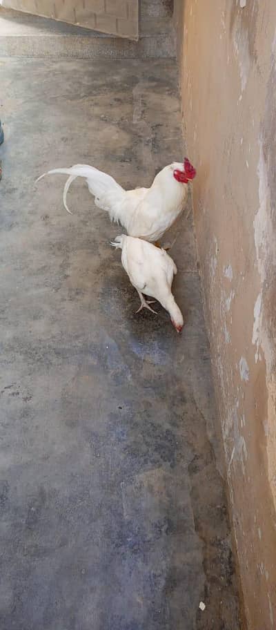 Aseel Heera pair