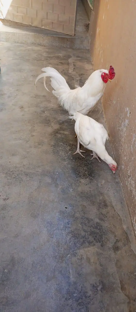 Aseel Heera pair — photo 2