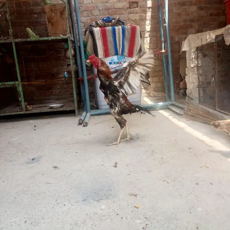 aseel murga — photo 2