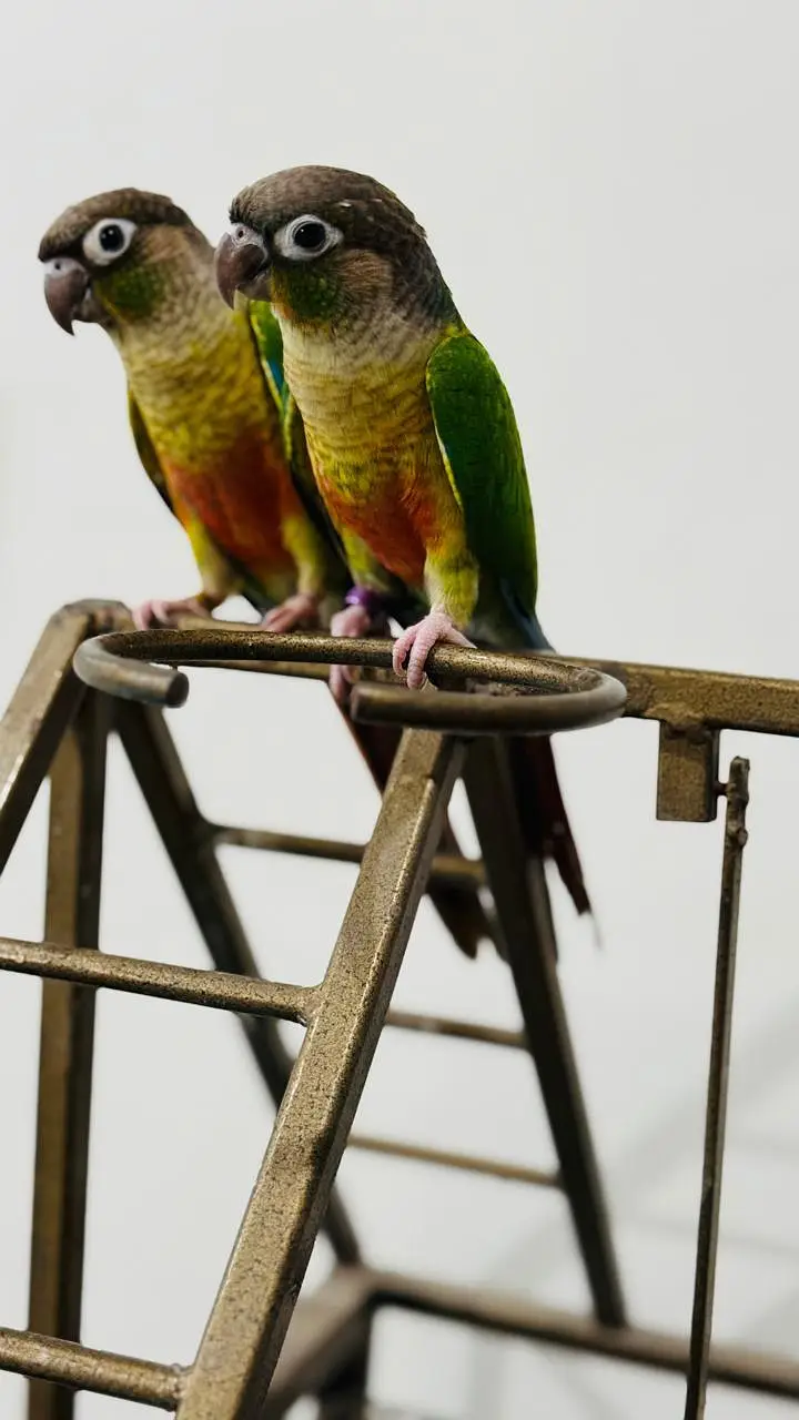 Pineapple conoure Hand tame Birds Nail fly tail all ok 03298105108 — photo 2