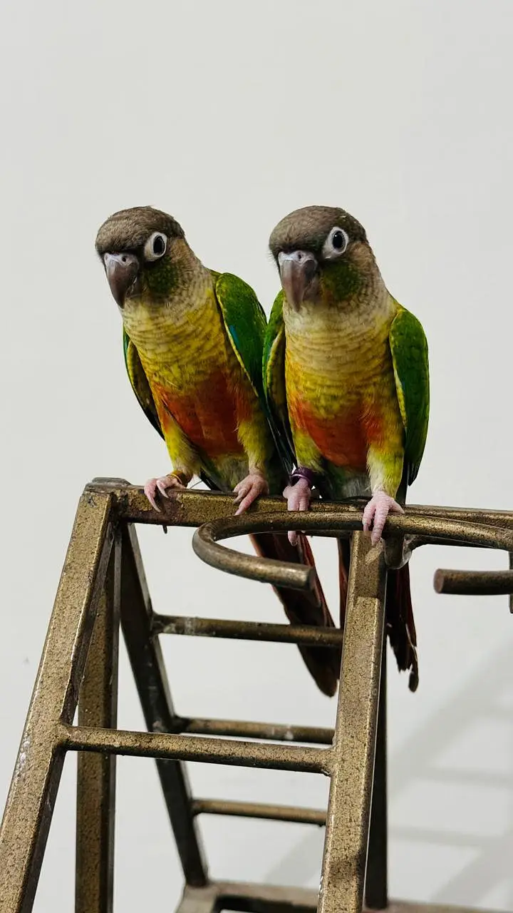 Pineapple conoure Hand tame Birds Nail fly tail all ok 03298105108 — photo 3