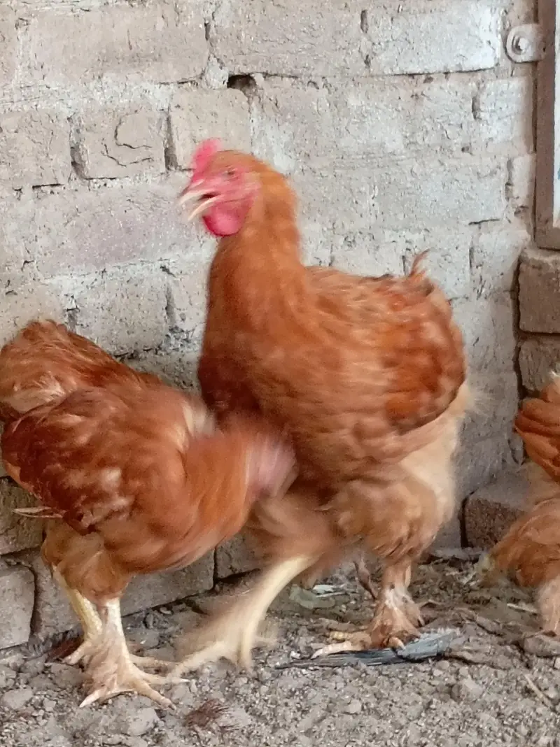 Golden Buff chicks