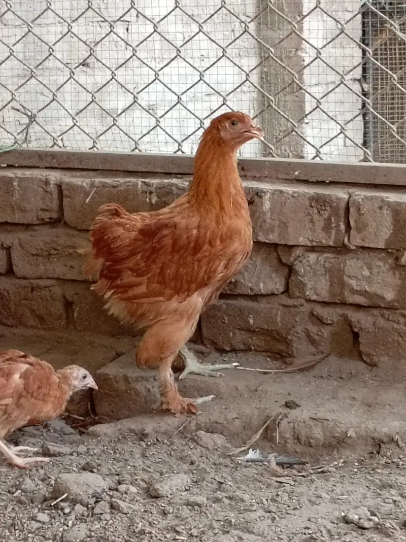 Golden Buff chicks — photo 2