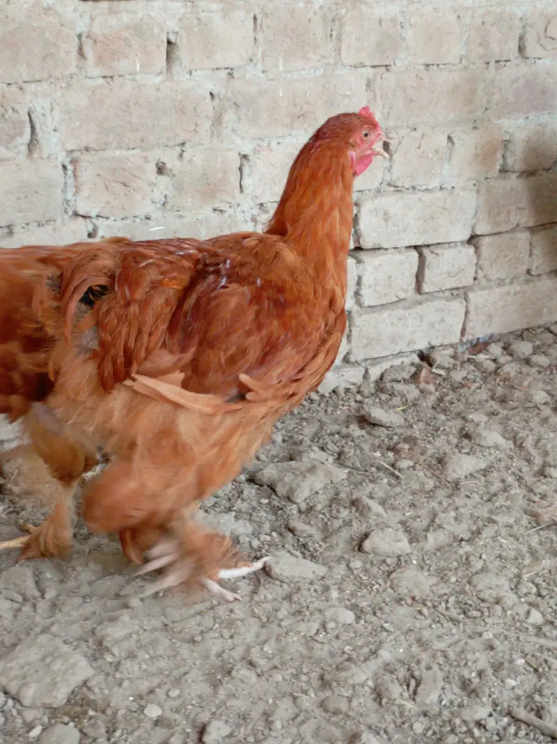 Golden Buff chicks — photo 3