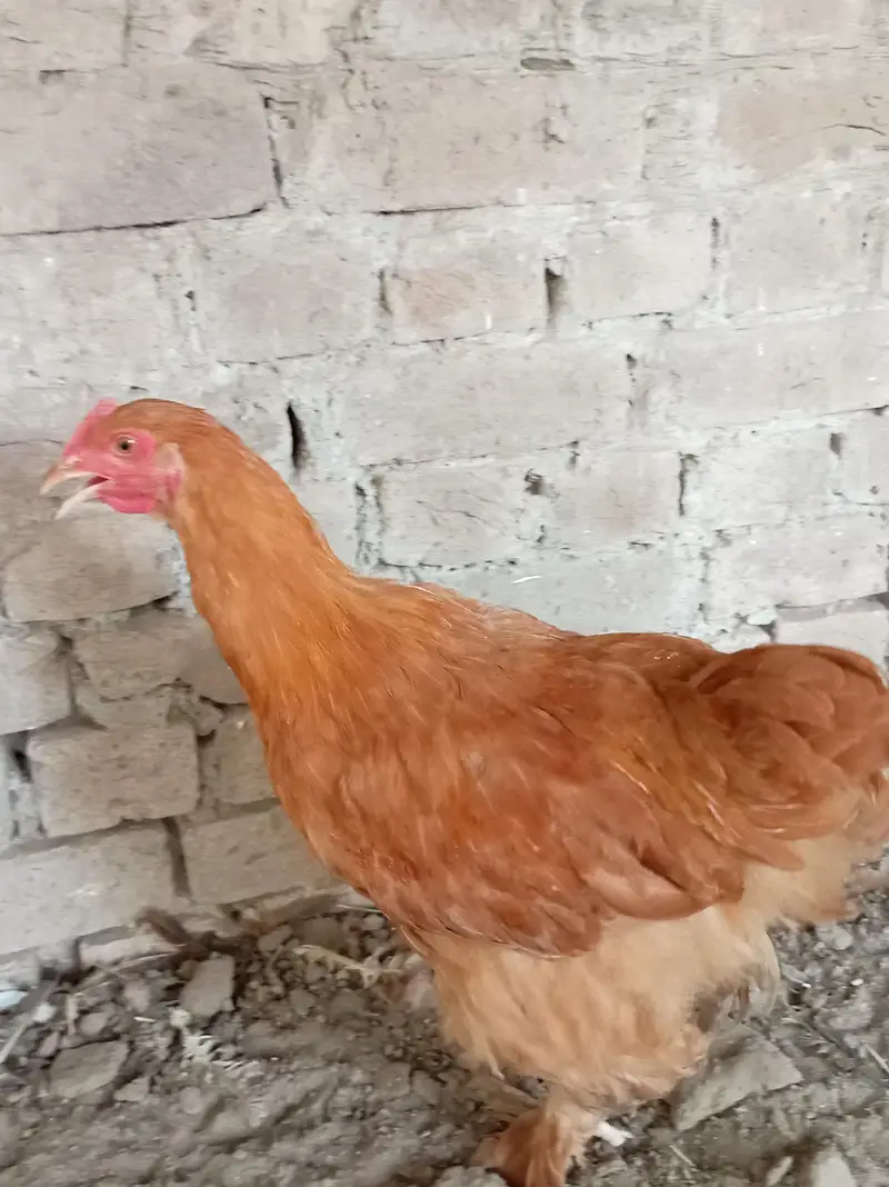 Golden Buff chicks — photo 4