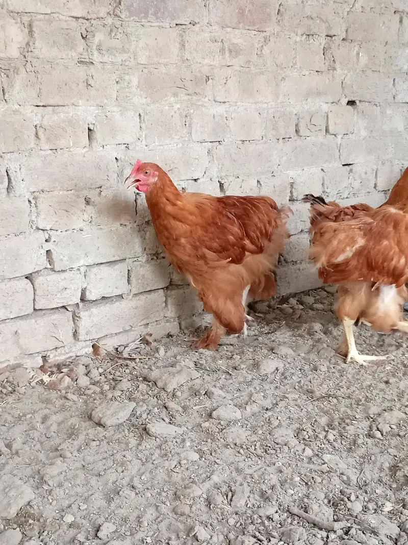 Golden Buff chicks — photo 5