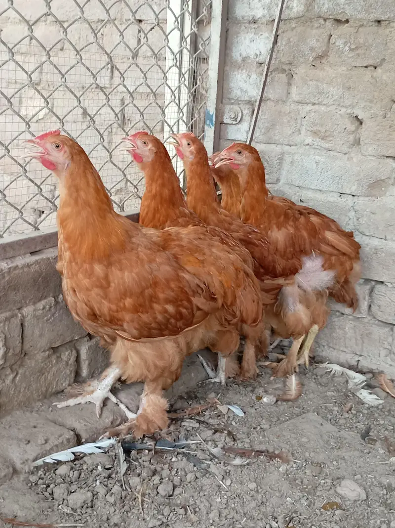 Golden Buff chicks — photo 6
