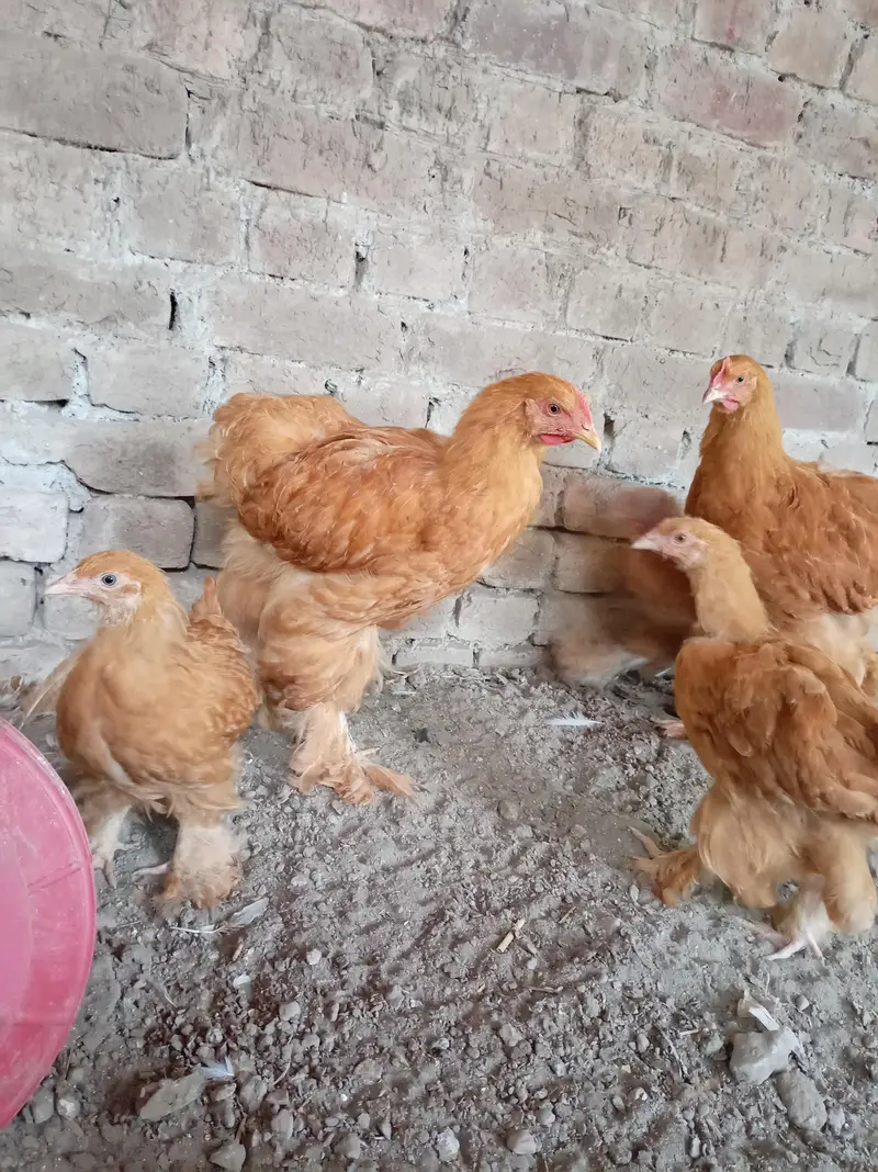 Golden Buff chicks — photo 7