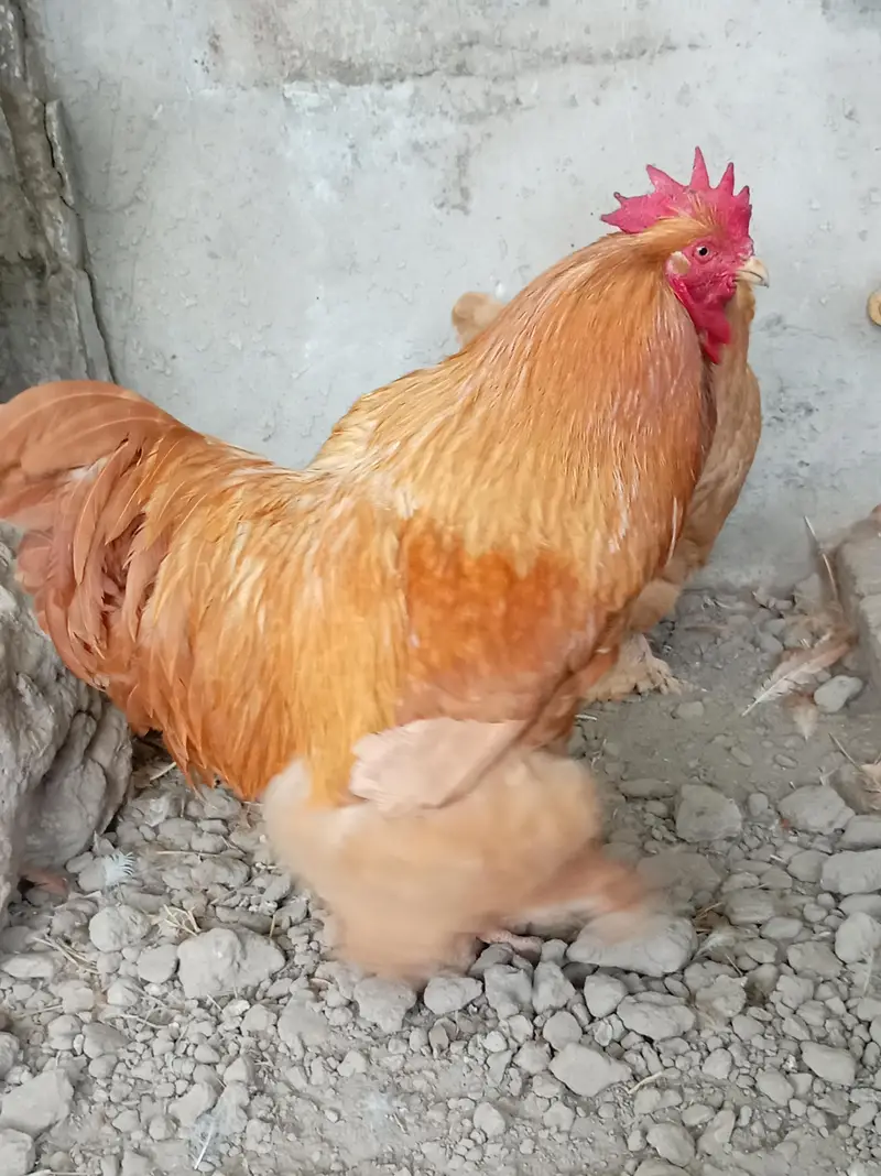 Golden Buff chicks — photo 8