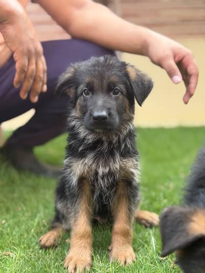 German shepherd non pedigree puppies