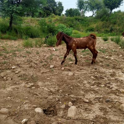 beetal bakra for sale
