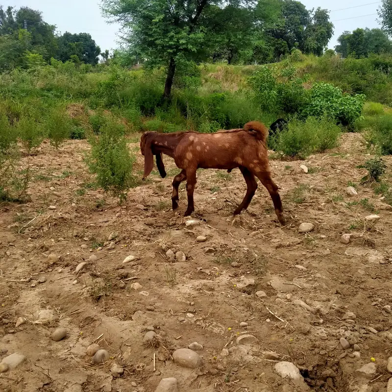 beetal bakra for sale — photo 2