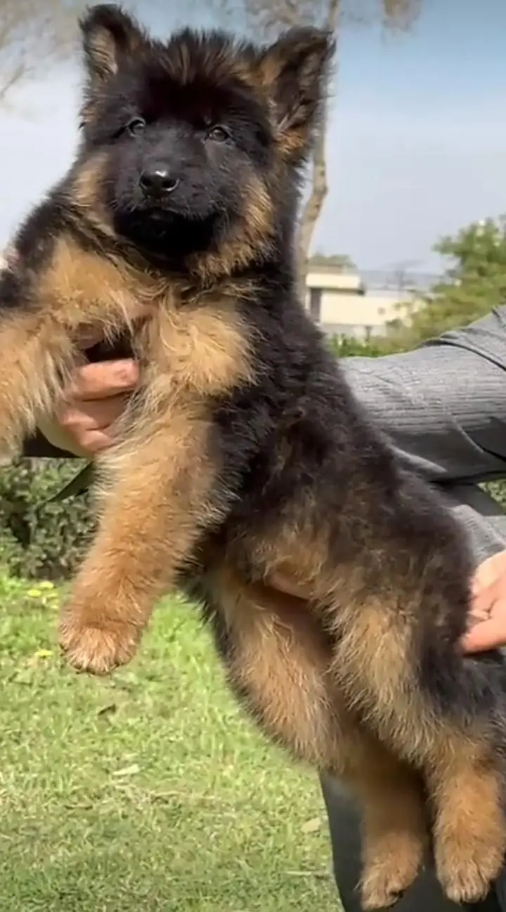 German shepherd puppies for sale healthy — photo 2