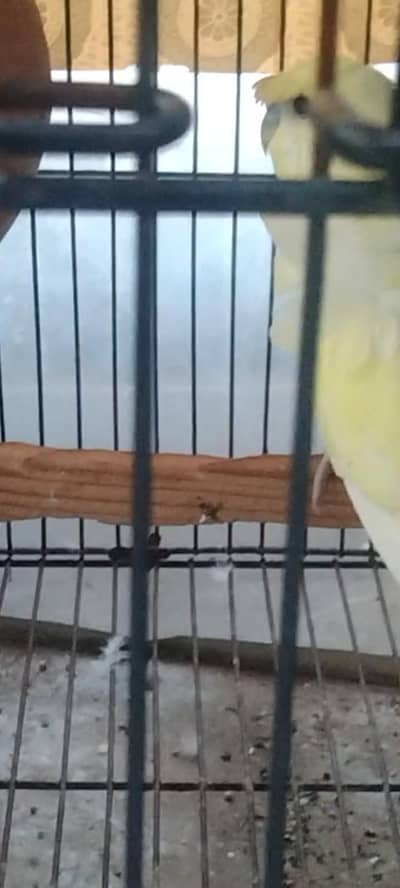 Australian breader pair with cage