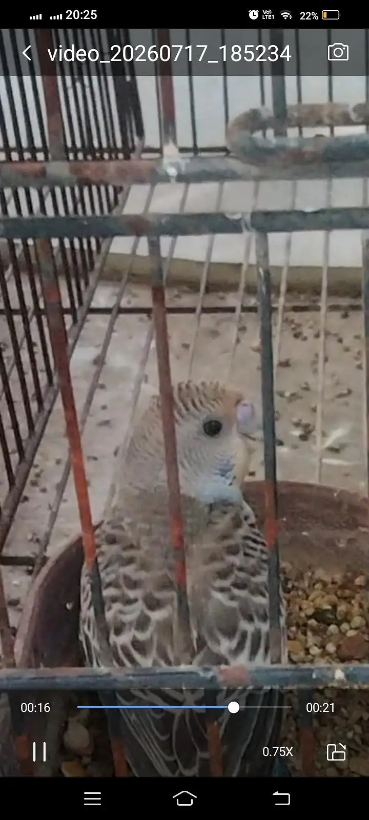 Australian breader pair with cage — photo 2