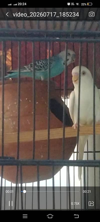 Australian breader pair with cage