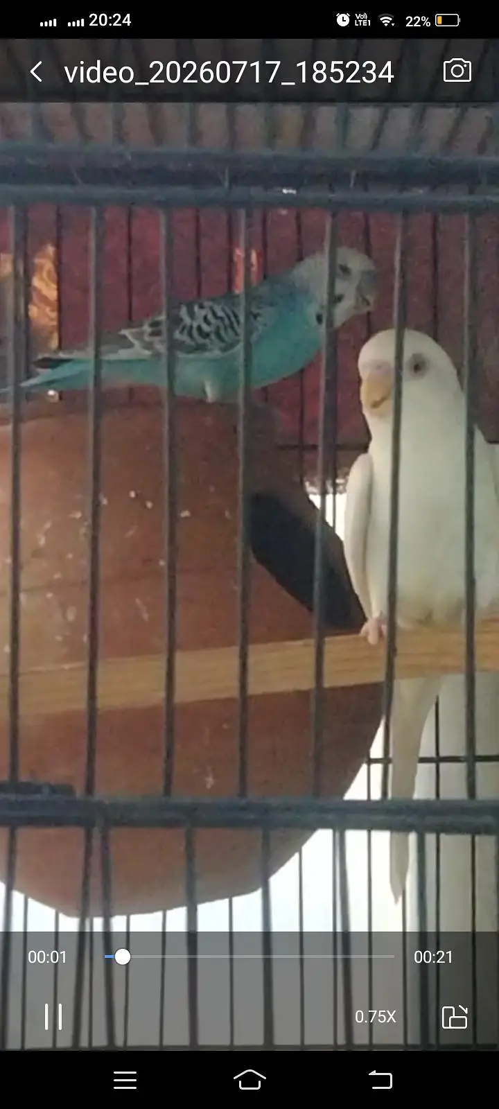 Australian breader pair with cage — photo 4